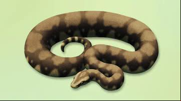 Reprodução do novo animal que pode ser maior que a Titanoboa - Reprodução / nixillustration.com