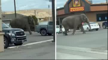 A elefanta Viola andando pelas ruas de Butte, em Montana - Divulgação/Redes sociais