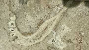 Mandíbula de ancestral humano é encontrada em ladrilho - Reprodução/Reddit