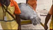 Peixe sendo retirado da praia - Reprodução/Video