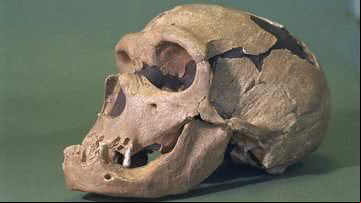 Crânio de neandertal - Getty Images