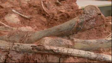 Fóssil de dinossauro encontrado no RS - Reprodução/TV Globo