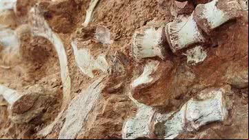 Fóssil de dinossauro encontrado no RS - Divulgação/Cappa