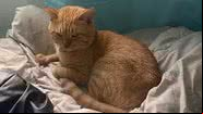 Thor, o gato de estimação - Arquivo Pessoal