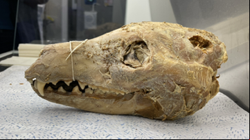 Um crânio de tigre-da-Tasmânia - Colossal Biosciences