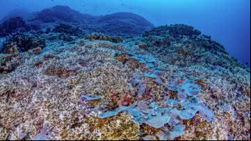 O coral gigante - National Geographic Pristine Seas