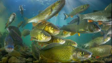 Imagem de peixes de água doce - Getty Images
