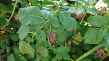 Lesões de Phytophthora infestans em folhas de batata - Getty Images