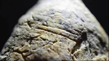 Vestígios humanos encontrados na Romênia - Divulgação/Nature Communications/Curran et al.