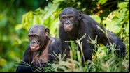 Macacos bonobos - Getty Images
