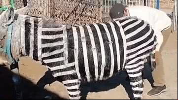 Burro pintado como zebra - Reprodução