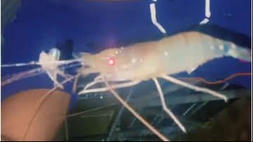 Pescador captura camarão gigante no Pará - Reprodução/TikTok