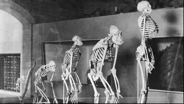 Sequência de esqueletos de primatas e de humano - Getty Images