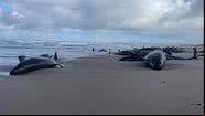Golfinhos gigantes encalhados em praia na Tasmânia, na Austrália - Divulgação/Department of Natural Resources and Environment Tasmania