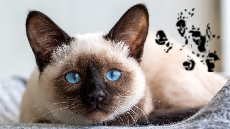 Fotografia de um gato siamês e "" de F. D. C. Willard - Getty Images / Domínio Público