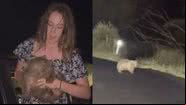 Turista posta vídeo nas redes sociais com filhote de wombat - Reprodução/Redes Sociais