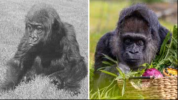 A gorila Fatou chegou ao zoológico em 1959 - Divulgação/Guinness World Records; Reprodução/Facebook (@ZooBerlin)