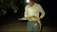 Pesquisador segurando espécie de crocodilo - Divulgação/Universidade McGill