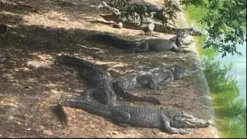 Alguns dos crocodilos que estão sendo leiloados - Reprodução/Taobao