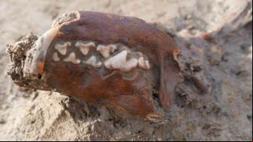 Fóssil preservado de cão usado em ritual - SOLVA Dienst Archeologie