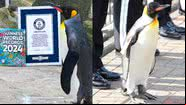 O pinguim Nils Olav III - Divulgação/Guinness World Records