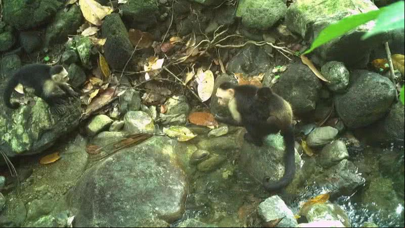 Filhote de bugio carregado nas costas de Joker, um macaco-prego - Divulgação/Brendan Barrett/Instituto Max Planck de Comportamento Animal