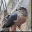 Gavião-galinha (Accipiter cooperi)