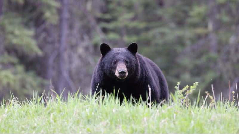 Imagem ilustrativa de um urso preto - Getty Images