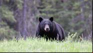 Imagem ilustrativa de um urso preto - Getty Images