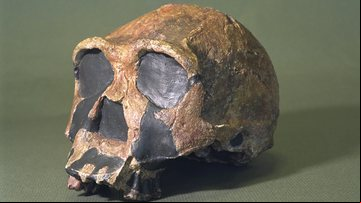 Exemplo de crânio de Homo erectus - Getty Images
