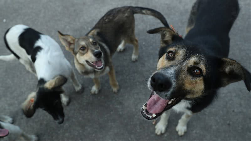 Os cães de Chernobyl - Getty Images