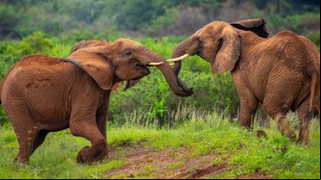 Imagem ilustrativa de elefantes - Getty Images