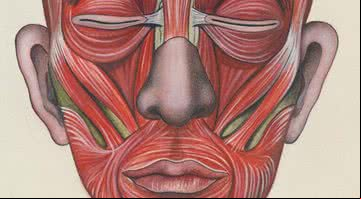 Anatomia muscular da face - Getty Images