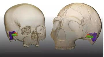 Fotografia de reconstrução de ouvidos de neandertais, comparados com ouvidos humanos - Divulgação/ Mercedes Conde-Valverde/Universidad de Alcala
