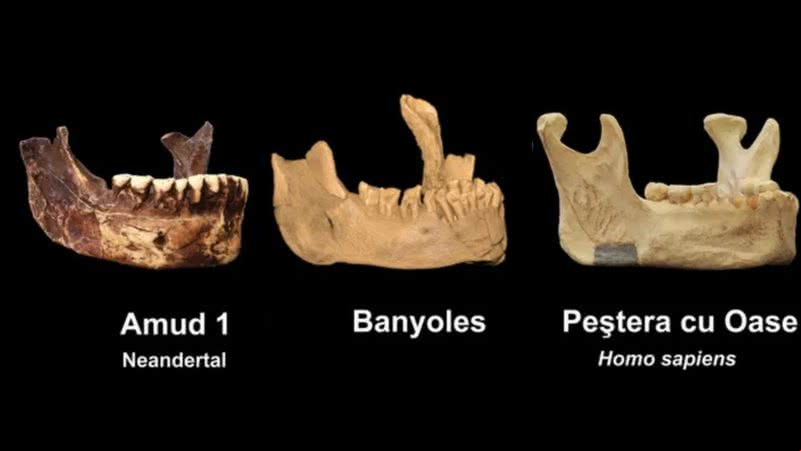 Exemplar de mandíbula de neandertal, fóssil descoberto em 1887 e mandíbula de humano atual, respectivamente - Divulgação/Brian Keeling