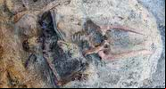 O esqueleto encontrado em Herculano - Divulgação/Parco Archeologico di Ercolano