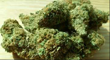 Imagem ilustrativa de cannabis - Pixabay