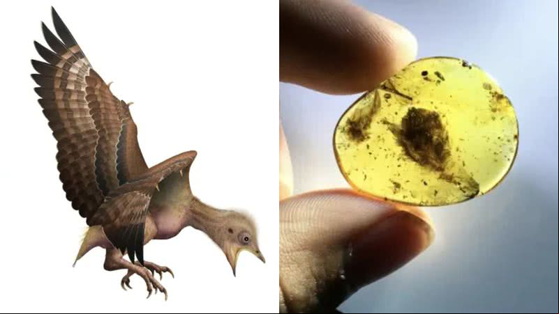 Ilustração de como teria sido pássaro cujas penas foram encontradas, e âmbar com pena preservada - Divulgação/Shundong Bi