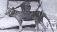 Antiga fotografia de um tigre-da-tasmânia - Domínio Público via Wikimedia Commons