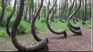 Árvores da Crooked Forest, na Polônia - Rzuwig via Wikimedia Commons
