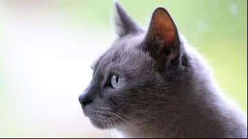 Imagem ilustrativa de gato - Foto de Uschi Dugulin via Pixabay