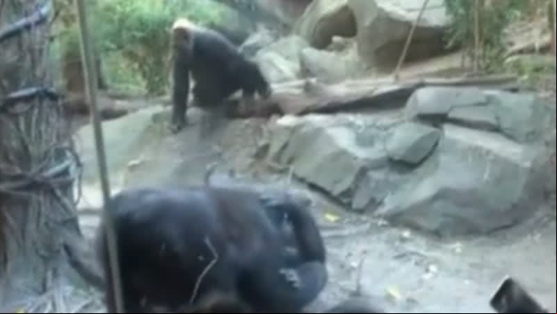 Os animais durante o curioso ato - Divulgação/Vídeo/Twitter