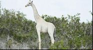 Girafa branca do Quênia - Divulgação