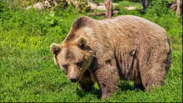 Imagem ilustrativa de urso-pardo - Imagem de Robert Balog por Pixabay