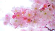 Imagem ilustrativa de flores - Imagem de Hans por Pixabay