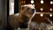 O cachorro-vinagre Rondon - Paula Damasceno/Zoológico de Brasília