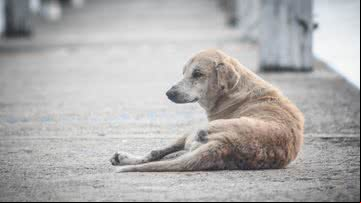 Imagem meramente ilustrativa com cachorro de rua - Foto por designfoto pelo Pixabay