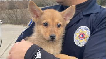 Filhote encontrado pela ONG Dallas Animal Services Adoption Center, nos EUA - Reprodução/Youtube/WFAA