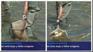 Peixes foram retirados das águas - Divulgação