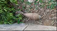 Fotografia registra a granada de morteiro encontrada no jardim - Guarda Civil Metropolitana de Mogi das Cruzes